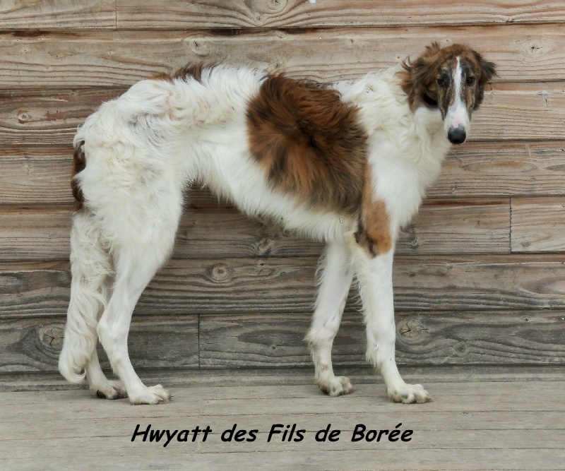 Hwyatt Des Fils De Boree