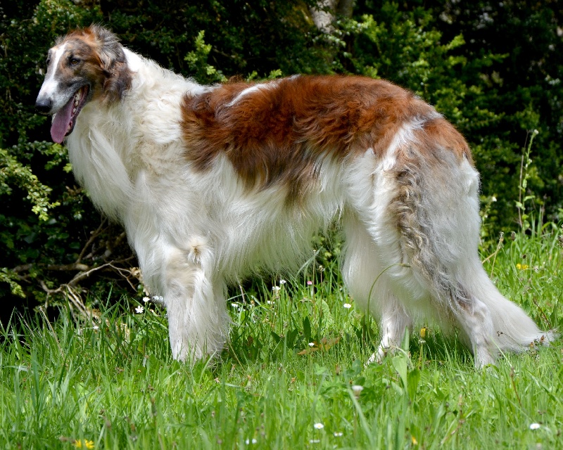 Goeland Des Fils De Boree