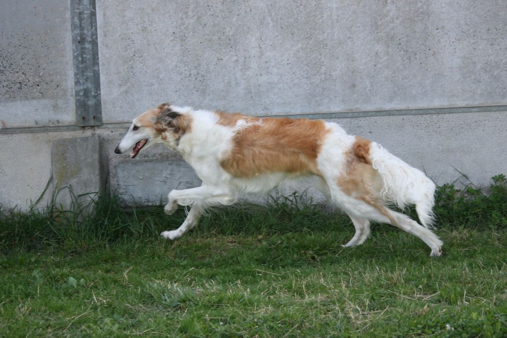 Leia dite austin Des Fils De Boree