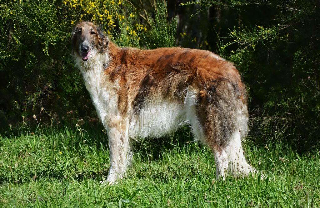 Ianouchka Des Fils De Boree