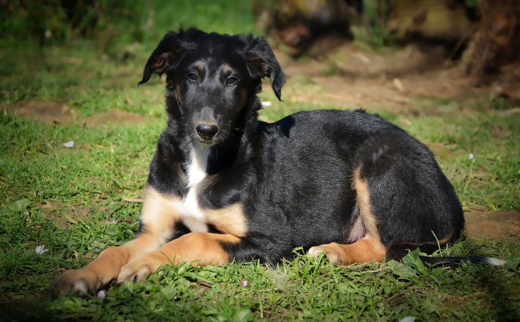 Des Fils De Boree - Barzoi - Portée née le 13/12/2019